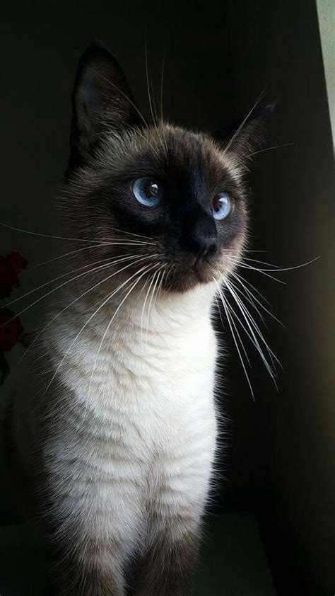 Best Images And Photos Ideas About Siamese Cat Most Affectionate Cat