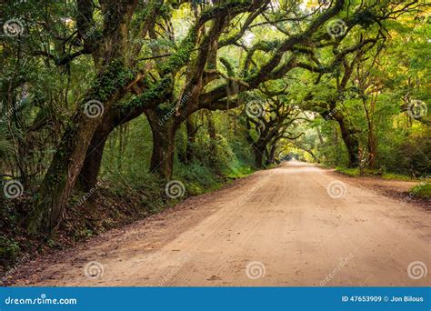 Oak Trees Along The Dirt Road To Botany Bay Plantation On Edisto Island