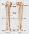 Fibula = Perónio | anatomia 6 | Pinterest