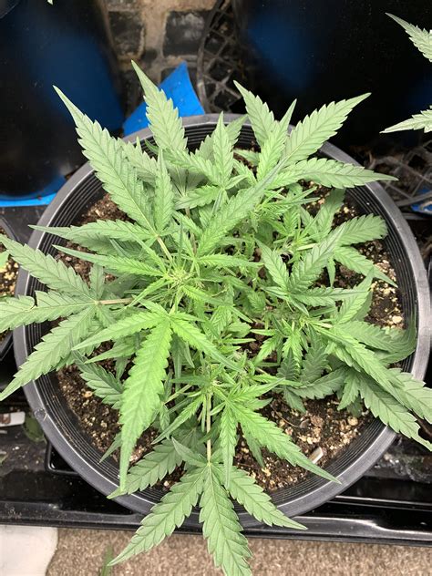 Fast Buds Pineapple Express Auto Grow Diary Journal Week6 By Mrpiff