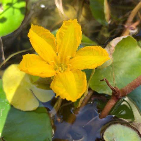 Fringed Water Lily Nymphoides Peltata Plants For Ponds Plants For