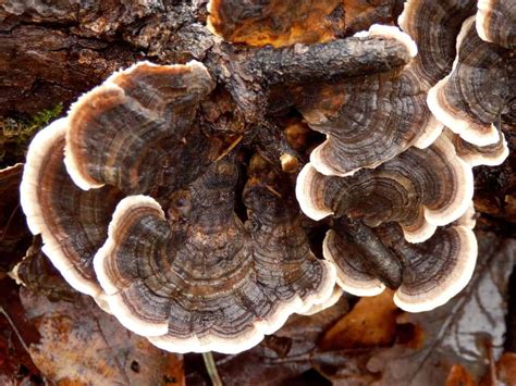 the powerful health benefits of turkey tail mushrooms thermography