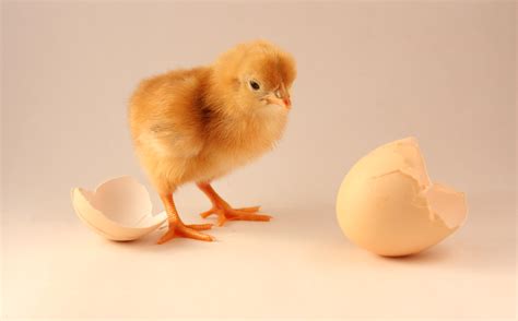 A chicken and egg situation/problem. Which Came First - The Chicken or The Egg? | CWI