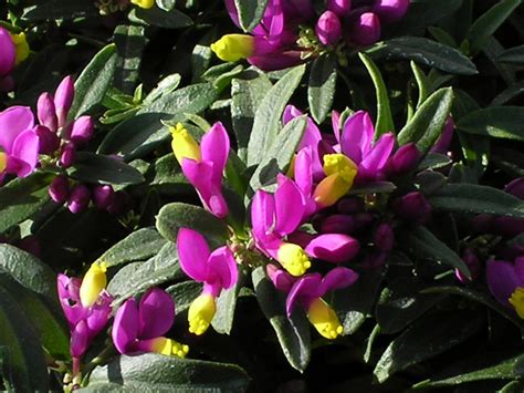 Polygala Is An Underused Evergreen With Late Winter Blooms