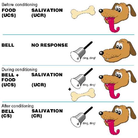 Pavlovs Dogs Simply Psychology