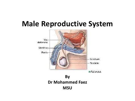 The male reproductive system (or tract) includes: Male reproductive system