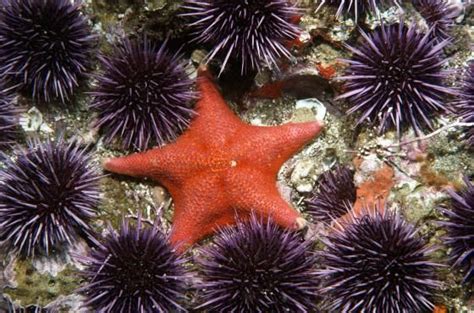 As Sea Stars Die New Worries About Urchins Sea Star Purple Sea