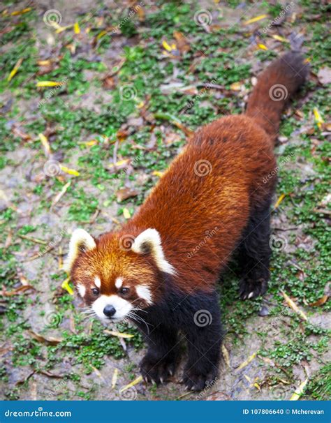 Red Panda Red Panda Stands On Its Hind Legsred Panda Closeup Stock