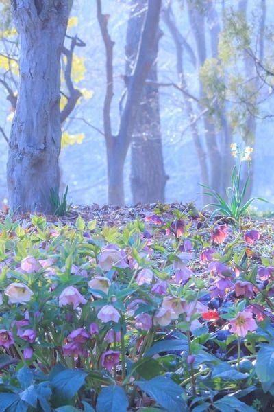 Pastel Forest Dreamy Photography Christmas Rose Beautiful World