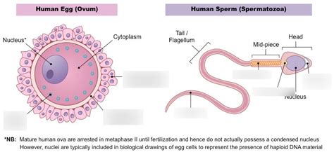 Sperm And Egg Diagram Quizlet