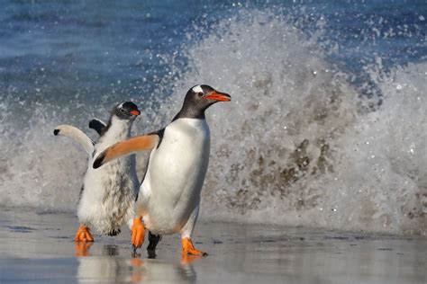 Gentoo Penguin Chick Chasing Adult Smithsonian Photo Contest