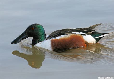 List Of Dabbling Duck Species For Identification Wildfowl Photography