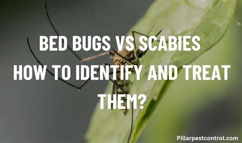Bed Bugs Vs Scabies How To Identify And Treat Them Pillar Pest Control