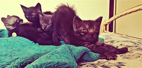My Kittens Waking Up On The Bed Painting Painting By Artista Fratta