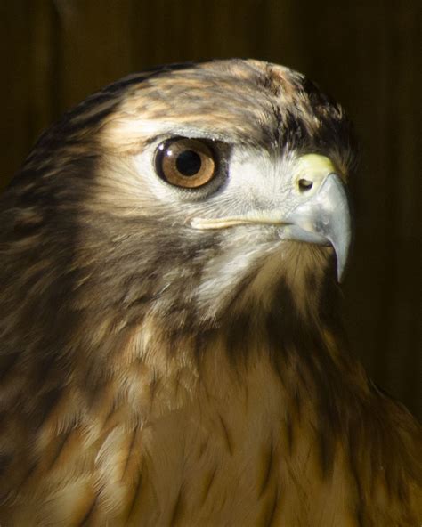 A One Eye Red Tailed Hawk At The Chesapeake Bay Environmental Center