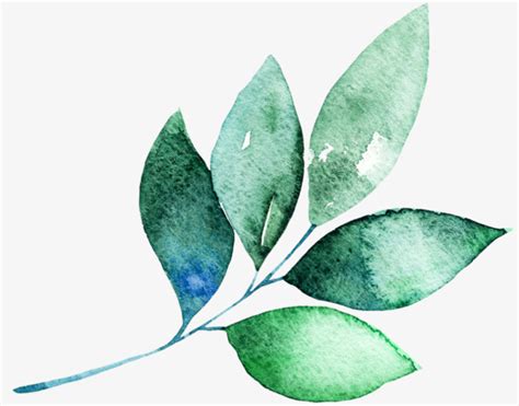 Watercolor Leaves Watercolor Leaf Cartoon Png Image For Free Download