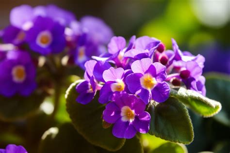 Violets Flower Meaning Symbolism And Spiritual Significance Foliage