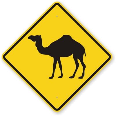 The most common camel pictures material is metal. 858 best arabic tradition images on Pinterest