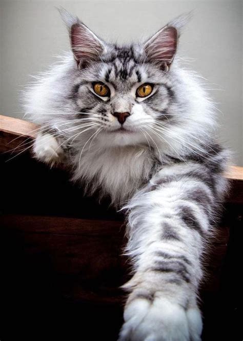Silver White Maine Coon