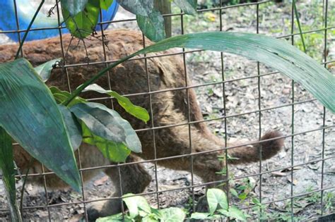 Book online, pay at the hotel. Big Cat Rescue Tampa Reviews - Animal Friends