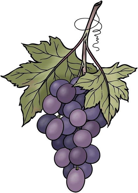 Grape Drawing Grape Painting Fruit Painting