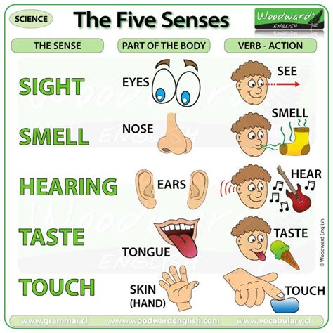 The Five Senses In English Sight Smell Hearing Taste Touch
