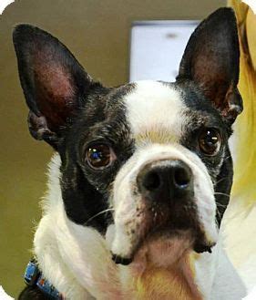 See what angel pet sitters (angelpetsitters) has discovered on pinterest, the world's biggest collection of ideas. Huntington Beach, CA - Boston Terrier. Meet Boogie, a dog ...