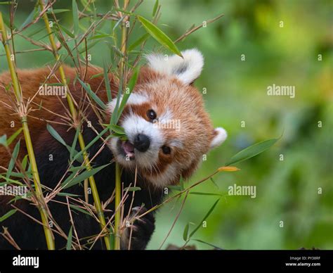 Red Panda Ailurus Fulgens Eating Bamboo Leaves Stock Photo Alamy