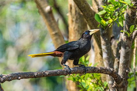 The Crested Oropendola Also Known As The Suriname Crested Oropendola Or