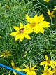 Threadleaf Coreopsis (Coreopsis verticillata) - Cable Natural History ...