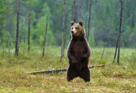 El Oso Pardo Características Y Curiosidades Mis Animales