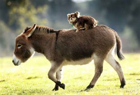 Miniature Donkeys Are Real And Theyre The Cutest Thing Ever