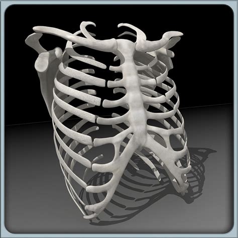 Rib Cage Ri 3d Model