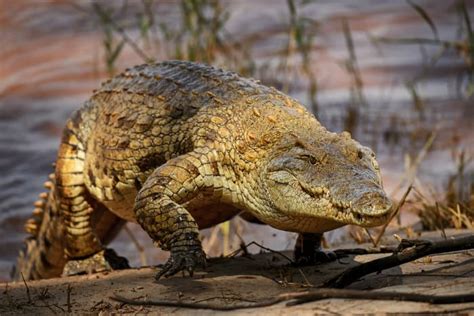 How Fast Can A Crocodile Run Faster Than Most People