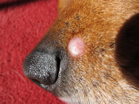 Dog Warts On Nose