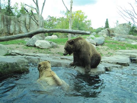 Minnesota Zoo 2010 Alaskan Brown Bears In Grizzly Coast Zoochat