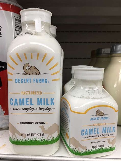 What Does Camel Milk Taste Like Healing Picks