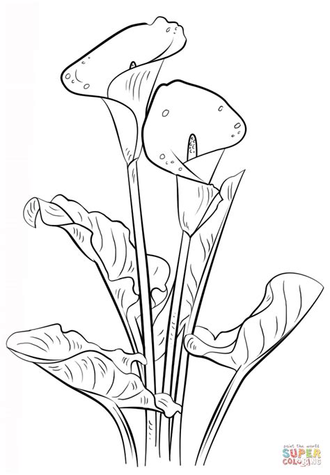 Printable Calla Lilies For Coloring Google Search Beautiful Flower