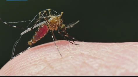 Florida Department Of Health Issuing Statewide Mosquito Borne Illness