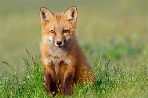 Red Foxes Wild Animals News And Facts