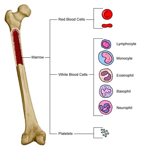 Overview Of Blood And Blood Components