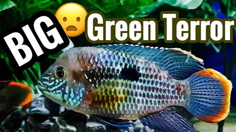 Full Grown Green Terror Cichlid Growth And Size Youtube