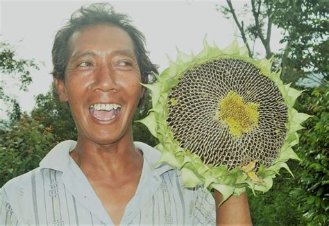 Meskipun bentuknya kecil dan agak susah untuk mengupasnya biji matahari memiliki tekstur yang renyah dan gurih. Cara Tanam Bunga Matahari - Odesa Indonesia