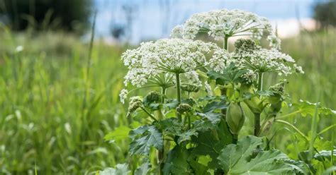 Urgent Giant Hogweed Warning Issued As Uks Most Dangerous Plant