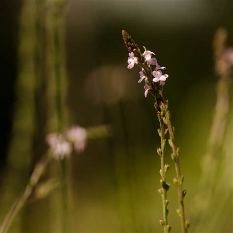 Semences De Verveine Officinale Le Jardin Des Vie La Joie