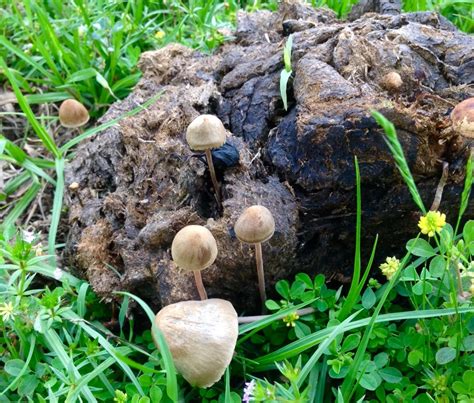 Id Request Oklahoma Mushroom Hunting And Identification