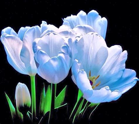 Lovely Shade Of Blue Tulips Beautiful Bouquet Of Flowers Rare