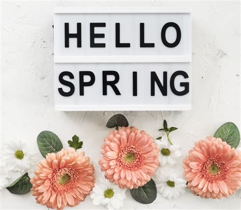 Le margherite necessitano di esser innaffiate in maniera regolare. Ciao segno di primavera con fiori e margherite gerbera ...