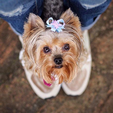 Fairy Princess Snap In Dog Bows Bow Pair Ear Bows Small Etsy Dog