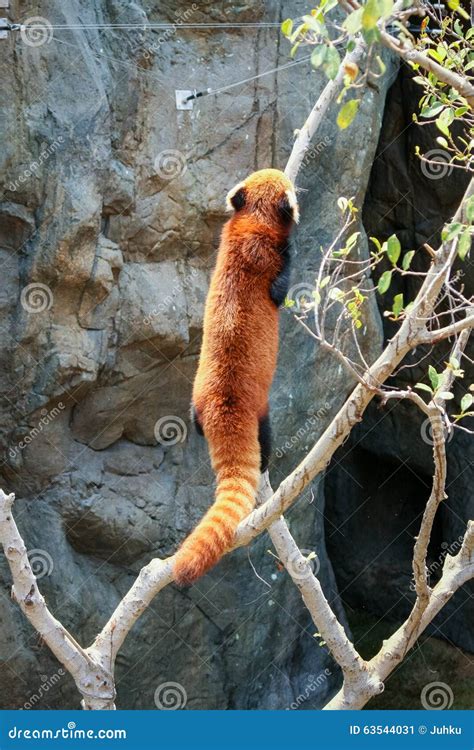 Red Panda Climbing On Tree Stock Image Image Of Asia 63544031